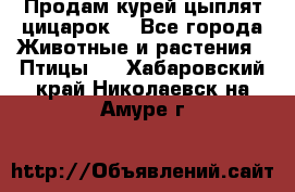 Продам курей цыплят,цицарок. - Все города Животные и растения » Птицы   . Хабаровский край,Николаевск-на-Амуре г.